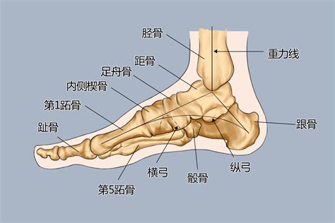 脚手架半 的图像结果