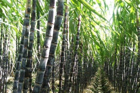 甘蔗种植如何有效施肥？ - 广西首控生物科技