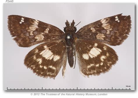 Chiothion asychis vincenta (type specimens)