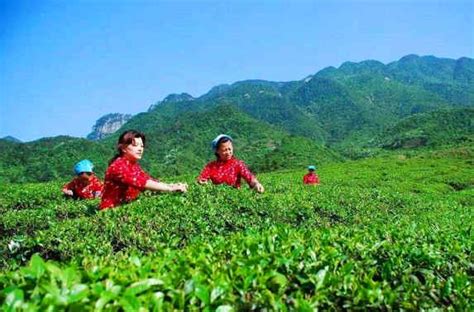 庐山云雾茶的功效与作用 庐山云雾茶是什么茶_绿茶的功效与作用_绿茶说