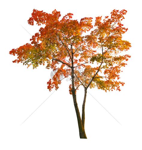 白色背景上孤立的秋天枫树高清图片下载-正版图片503198803-摄图网