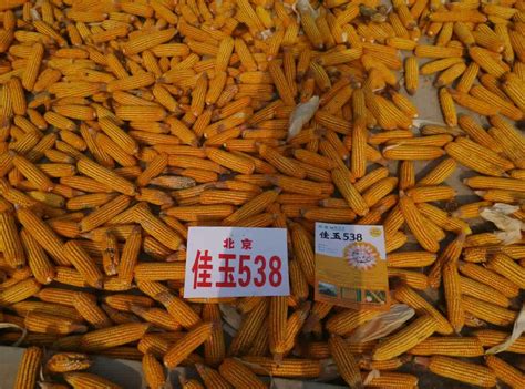 今年玉米想卖个好价，注意这两点就行_北京禾佳源农业科技股份有限公司