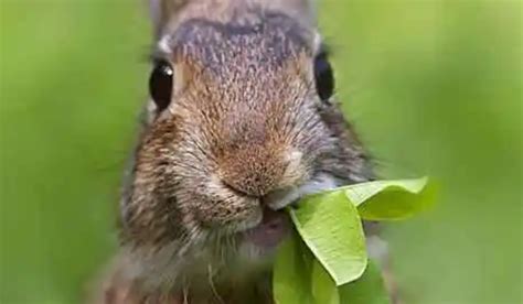 兔子不吃窝边草是什么意思