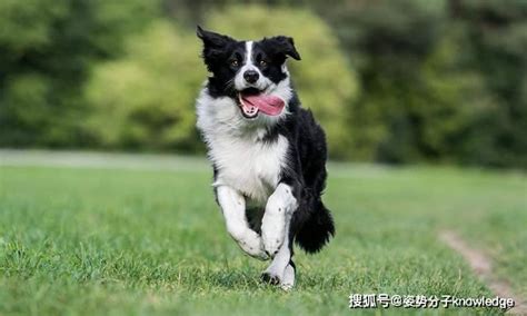 小型犬最聪明的狗排名-雪纳瑞上榜(具有优良的判断力)-排行榜123网