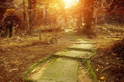 日落时美丽的秋天森林山路高清图片下载-正版图片507235007-摄图网