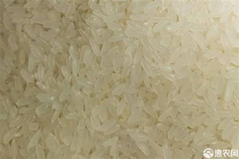 水稻需要付出多少，才能变成一粒大米？|细胞分裂|灌浆|水稻_新浪新闻