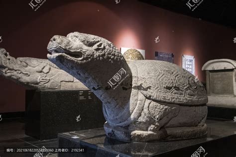 中国西安碑林石刻艺术室唐代石龟,文物考古,文化艺术,摄影素材,汇图网www.huitu.com