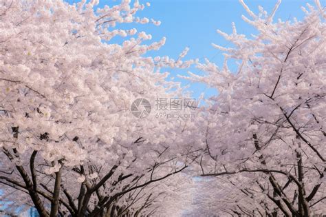 hayasakuma樱花树图片
