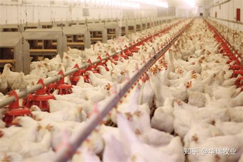 天气变冷，家禽养殖将如何防控冷应激对鸡的影响？ - 知乎