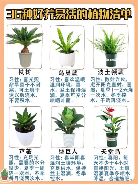 这十种最适合室内种植的水养植物，你养了几种？