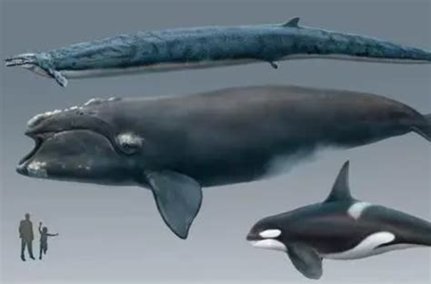 巨齿鲨的天敌是谁，是利维坦鲸、巨型乌贼、沧龙、旋齿鲨