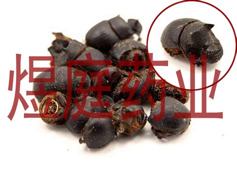 推屎虫图片