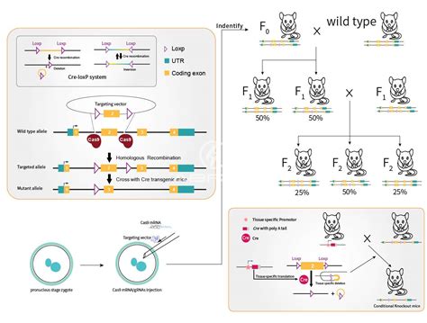 CD8定点基因敲入2A-CreERT2-Wpre-pA小鼠模型的构建方法及应用与流程