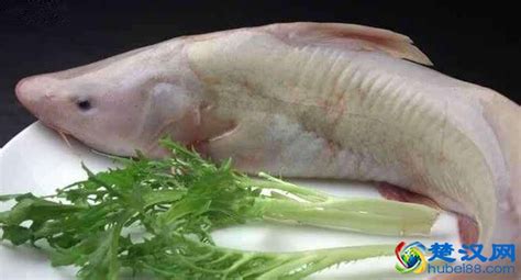 出售黑龙江大白鱼，乌苏里江大白鱼格，白鱼价格 黑龙江佳木斯-食品商务网