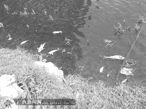 广西龙江河部分水段镉超标 降解稀释致含量逐降--安吉新闻网