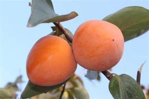 柿子什么季节成熟-六六健康网