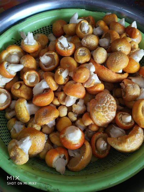 西藏那曲特产黄蘑菇，想尝一尝吗？