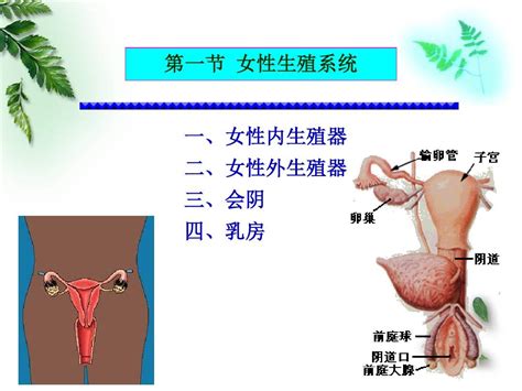 比较雌性生殖器官的解剖-基础医学-医学