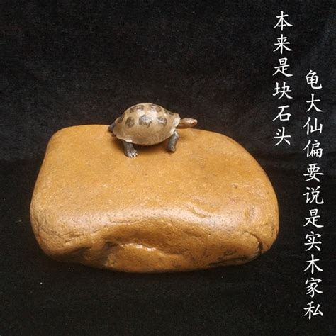 坐在石头上的水龟高清图片下载-正版图片504951098-摄图网