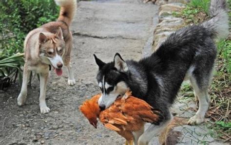 农村的六大偷鸡贼,最后一种是大家都很喜欢的动物!|黄鼠狼|吃鸡|保护动物_新浪新闻