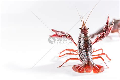 小龙虾是入侵物种吗，中国小龙虾的来历 - 鲜淘网