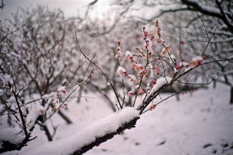 梅须逊雪三分白，雪却输梅一段香。