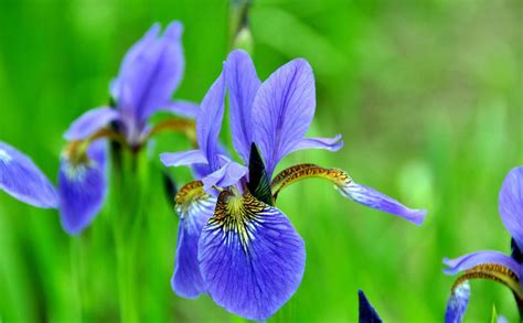 春天能种鸢尾花吗 什么时候开花 花期有多久-养花技巧-江苏长景园林