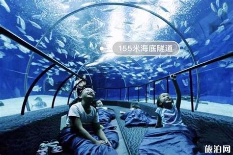 2020上海海昌海洋公园游玩攻略,这里有世界首个“企鹅超级碗...【去哪儿攻略】