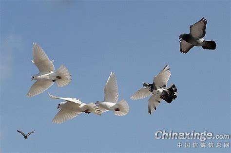 一只赛鸽的育种全过程(图)-信鸽园地-中国信鸽信息网