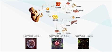 干细胞科普系列之——干细胞分类|神经干细胞|stem|cell|干细胞|系列|分类|科普|充质|分化|脐带|胚胎|器官|疾病|脂肪|-健康界