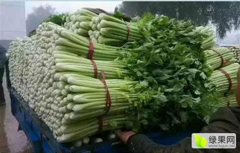 河北邯郸南大堡市场大量供应优质芹菜_芹菜价格行情_蔬菜商情网