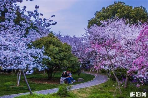 武汉春天看花的地方有哪些_旅泊网