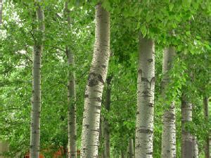 白杨树价格多少钱一棵？白杨树种植方法和注意事项-花木行情-中国花木网