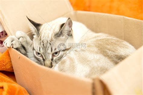 猫咪为什么爱钻纸箱子？你家的纸箱子上“长猫”了吗？ - 知乎