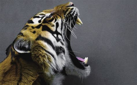 北京八达岭野生动物园：老虎伤人的虎园仍在关闭状态_手机凤凰网