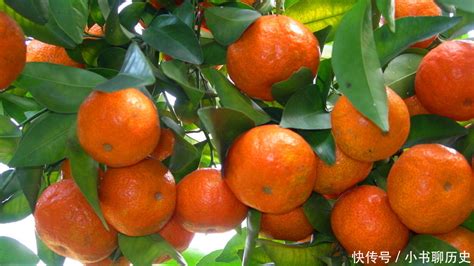 橘子捏捏乐中有“橘子精灵”！打开6个大橘子，却找到了变色橘子