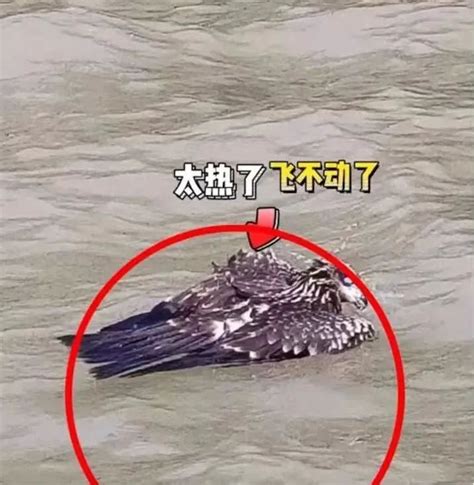 热到昏迷，一只老鹰在南京中暑坠江，我们遇到受伤鸟类如何救助？ - 知乎