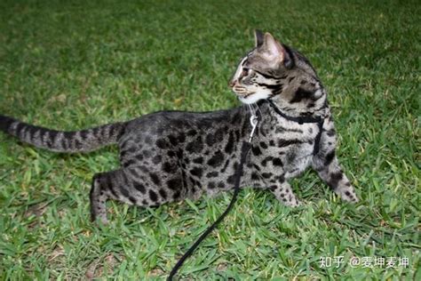 孟加拉豹猫和暹罗猫杂交会生出什么样的猫？ - 知乎