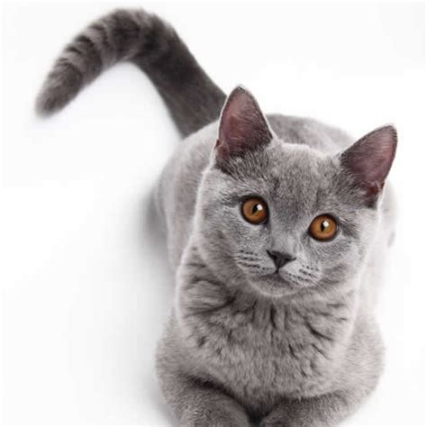 猫咪摇尾巴是什么意思（猫咪摇尾巴的8个含义） - 胖萌舍宠物网