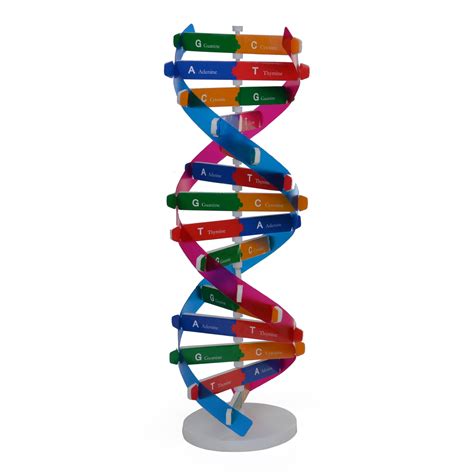 Human Gene DNA Model Double Helix Structure DNA Models Biological Science 3D | eBay