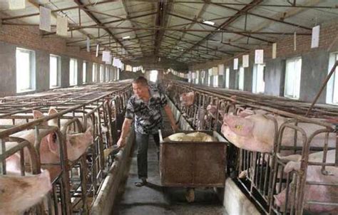 养猪场栏舍布置标准，养猪场栏舍如何布置？ - 畜小牧养殖网