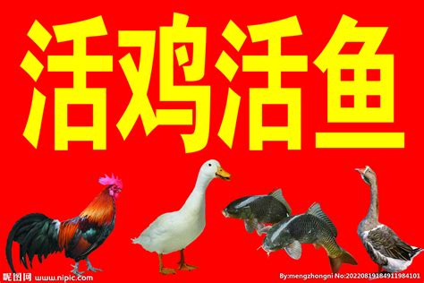 甲鱼焖鸡设计图__海报设计_广告设计_设计图库_昵图网nipic.com