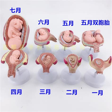 孕妇胎儿发育过程图_1到40周胎儿发育过程 - 随意云