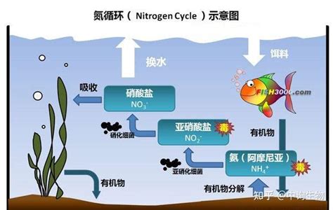 氮气与氢气合成氨的化学反应可表示为N2+3H22NH3．在101 kPa.25℃的条件下有3a L NH3生成.试求: (1)在101 kPa ...