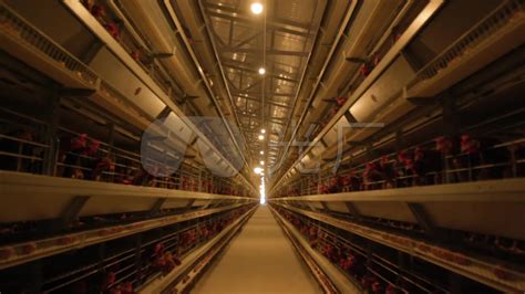 养鸡设备投资多少钱-青岛卓联畜牧设备有限公司