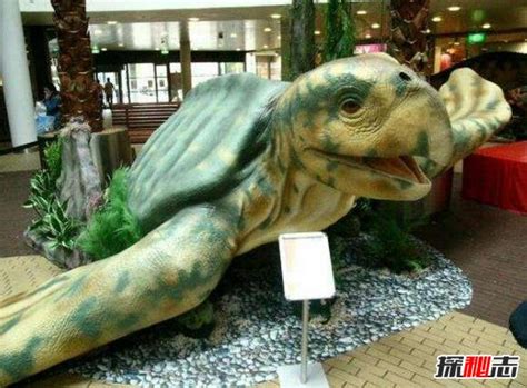 183岁巨龟命在旦夕,换了个食谱后竟然重获新生!-青岛水族馆官方网站