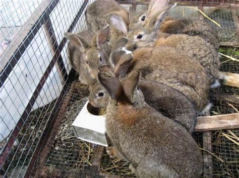 养殖兔子的场地在哪里，野兔养殖需要多大场地