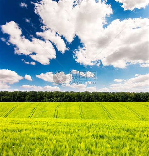 美丽的阳光明媚的天气与蓝天在田野中高清图片下载-正版图片507074217-摄图网
