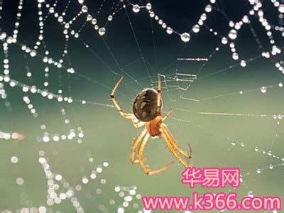 梦见蜘蛛特别大(梦见一只大蜘蛛是什么预兆)_周公解梦大全