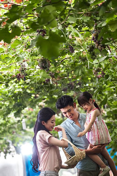 乐趣白葡萄儿童东方家庭在采摘葡萄高清图片下载-正版图片501953932-摄图网